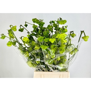 Pepers Campanella P Bunch