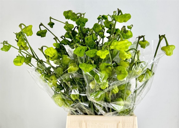 <h4>Pepers Campanella P Bunch</h4>