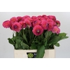 Dahlia Barbados