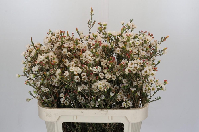 <h4>Chamelaucium Moonlight Delight</h4>