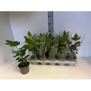 FATSIA OV