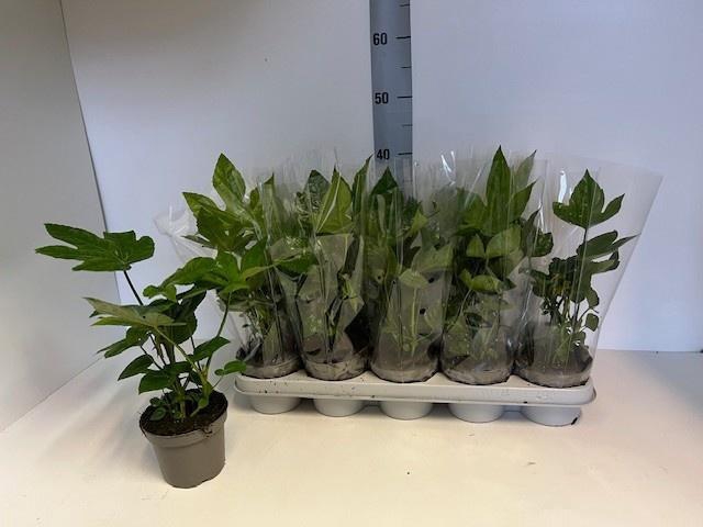 <h4>FATSIA OV</h4>