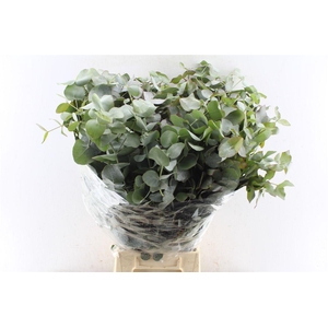 Euca Cinerea Heavy 7 Stems Selected 450 Gram