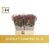 Lim Sin Scar Diamond