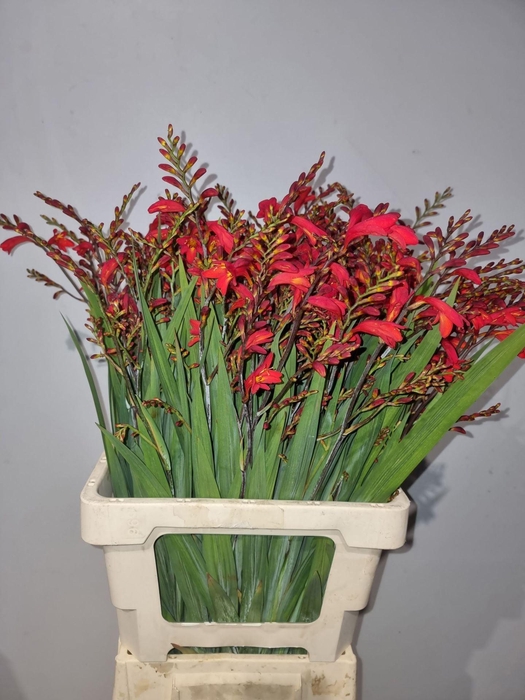 <h4>CROCOS EMBERGLOW CROCOS EMBERGLOW</h4>