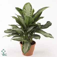 Green agla 'Silver Bay' (Aglaonema)