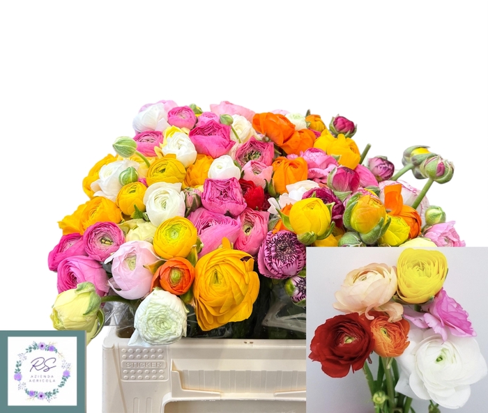 <h4>RAN GEM IN BOS</h4>