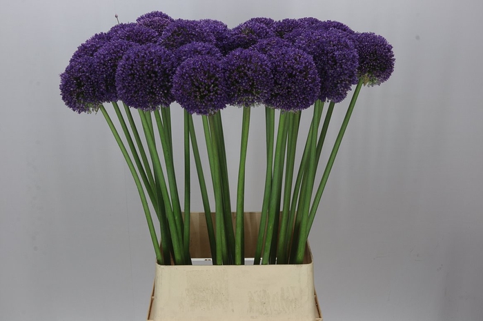 Allium Ambassador