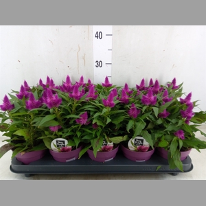 Celosia arg. SP 'Deep Purple'