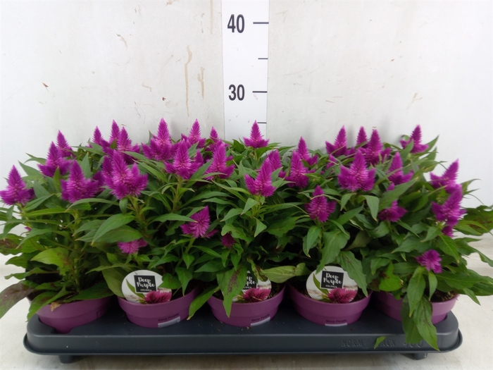 <h4>Celosia arg. SP 'Deep Purple'</h4>