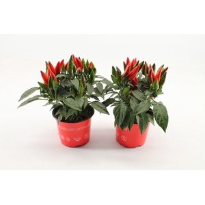 Capsicum Dark Red