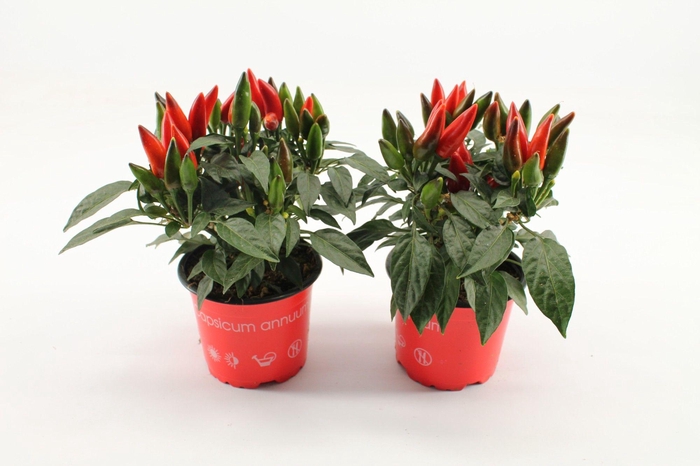 <h4>Capsicum Dark Red</h4>