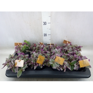 Tradescantia cerinth. 'Sweetness'