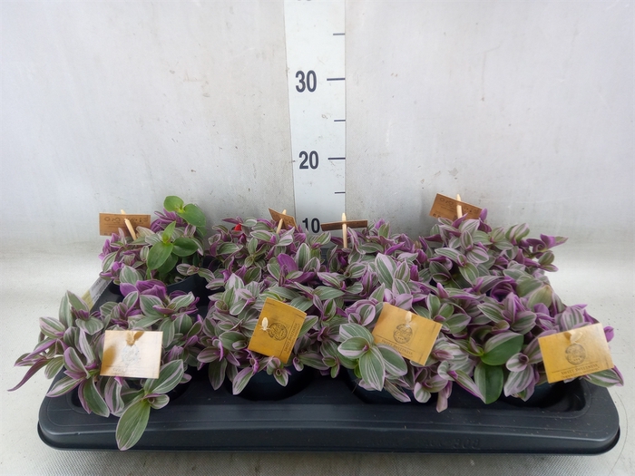 <h4>Tradescantia cerinth. 'Sweetness'</h4>
