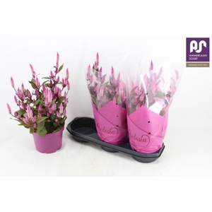 CEL WILD PINK
