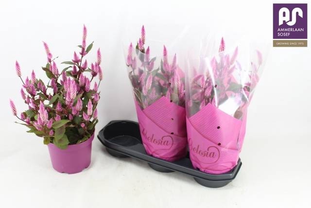 <h4>CEL WILD PINK</h4>