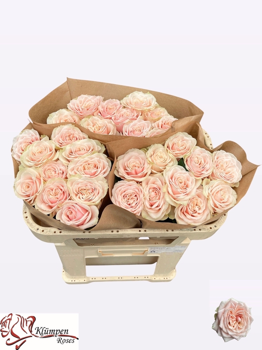 <h4>R GR LOVE FOUNTAIN</h4>