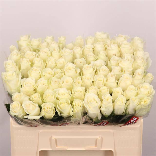 <h4>R GR ALBATROS</h4>