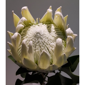 Protea Arctic Ice