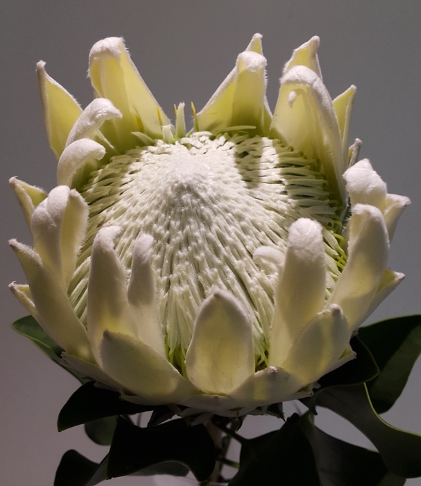 Protea Arctic Ice