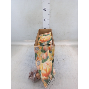 Tulipa   ...flowerbulbs