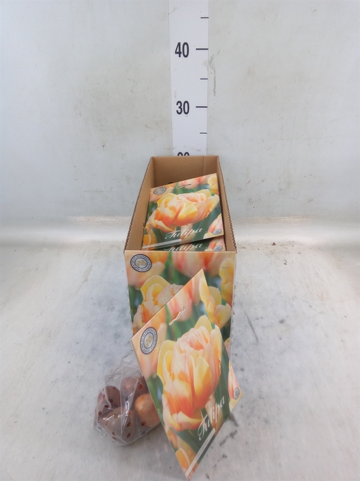 <h4>Tulipa   ...flowerbulbs</h4>