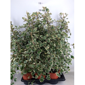 Ficus triangularis 'Sweetheart'