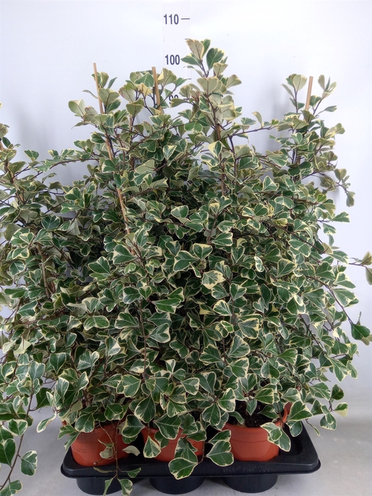 <h4>Ficus triangularis 'Sweetheart'</h4>