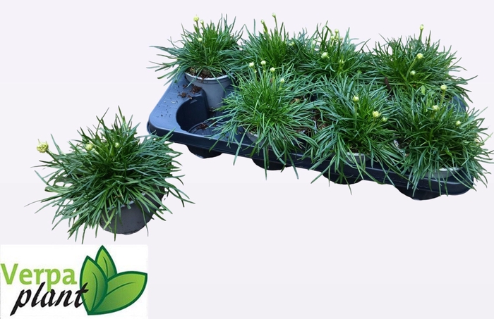 <h4>ARME MAR ALBA</h4>