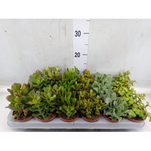 Crassula   ...mix