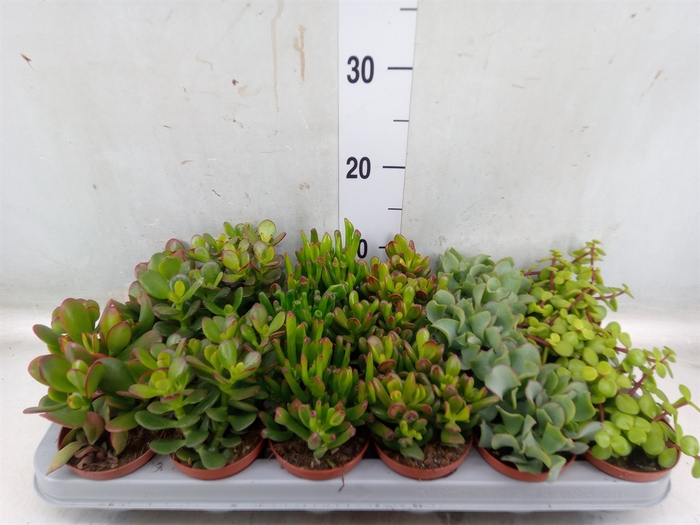 <h4>Crassula   ...mix</h4>