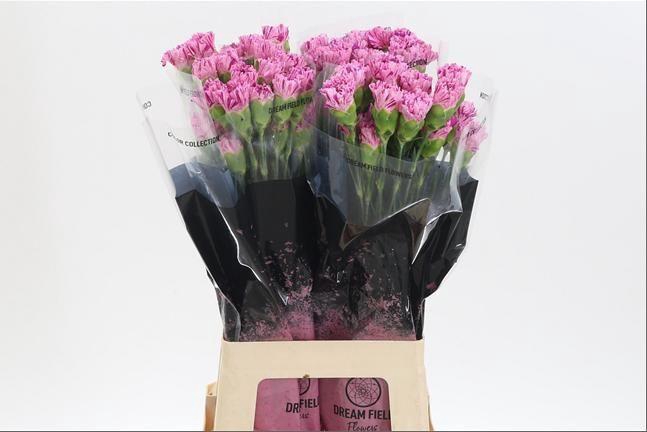 <h4>DI ST JUBILEE</h4>