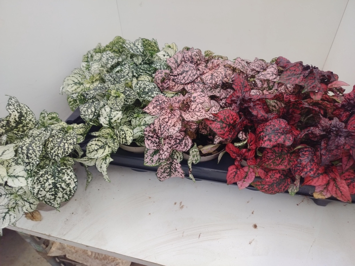 <h4>HYPOEST GEM</h4>