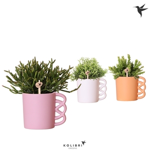 Rhipsalis Gemengd Keramiek Happy Mug