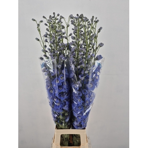 DELPH DU KISSI OCEAN BLUE