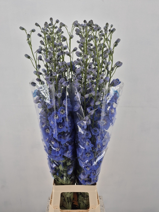 <h4>DELPH DU KISSI OCEAN BLUE</h4>