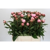 Paeonia Sarah Bernhardt Ongeplozen