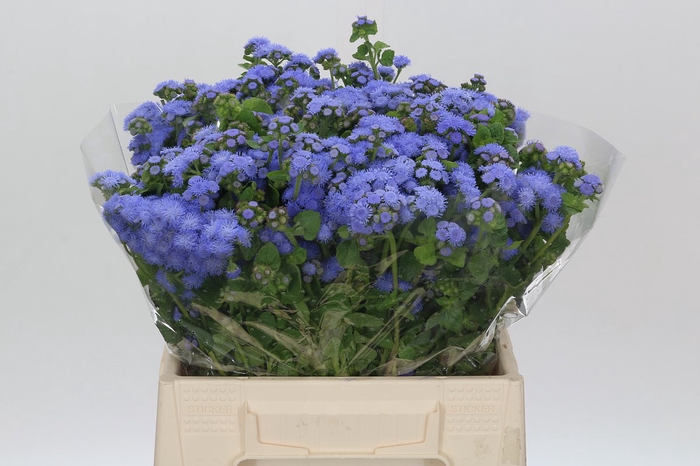<h4>Ageratum Blue Planet</h4>