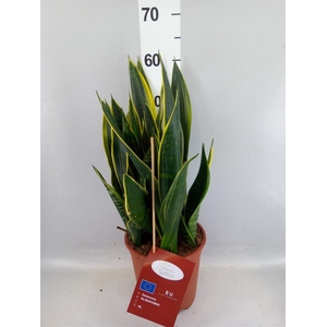 Sansevieria trifa.   ...