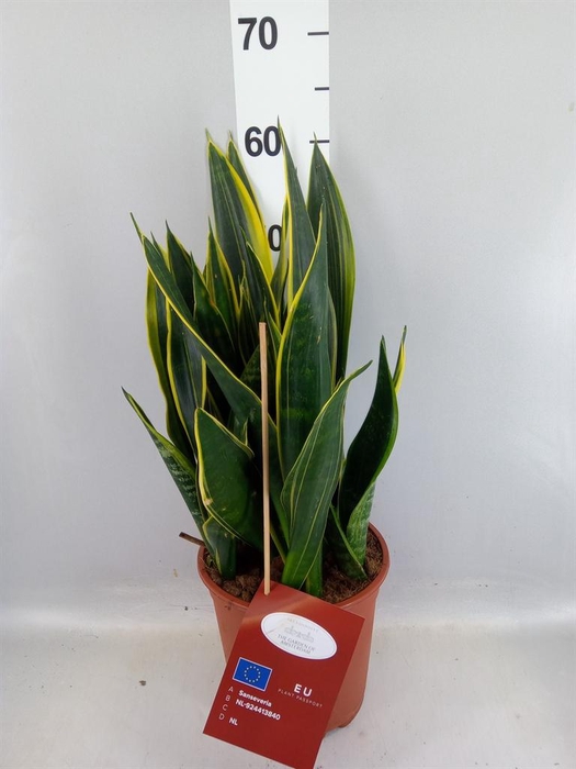 <h4>Sansevieria trifa.   ...</h4>