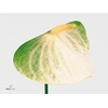 Anthurium Fresh Love