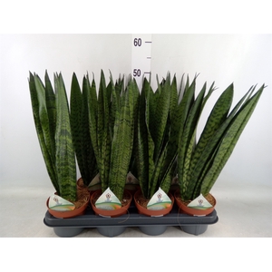 Sansevieria zeylanica