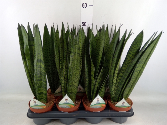 <h4>Sansevieria zeylanica</h4>