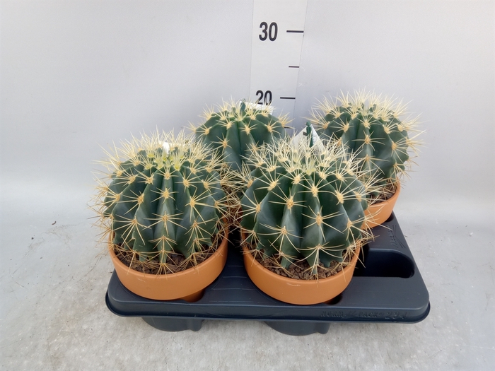 <h4>Ferocactus glaucescens</h4>