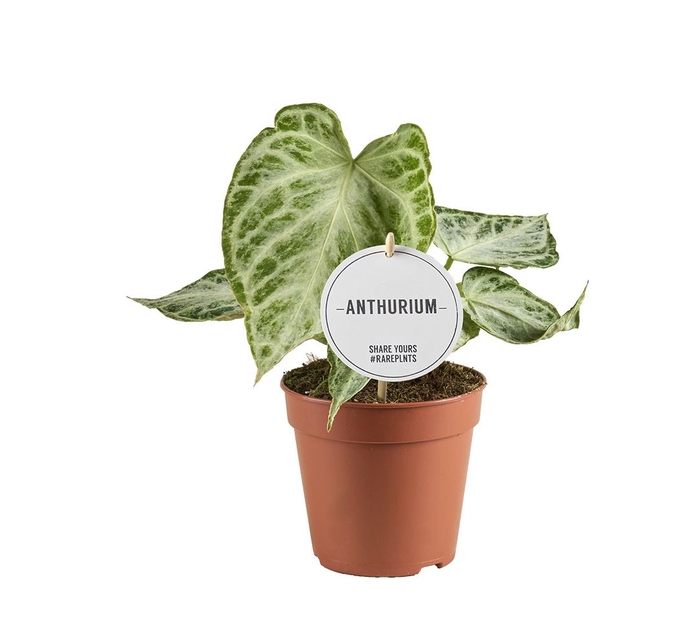 Anthurium blad