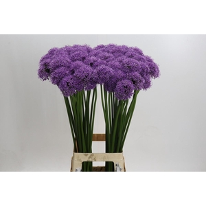 Allium Gladiator