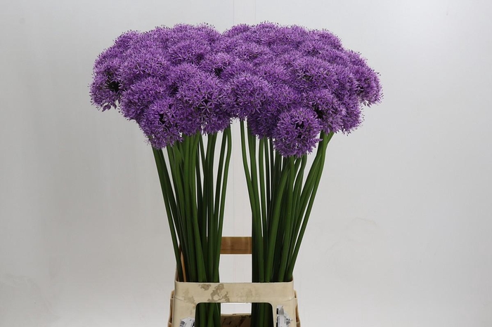 Allium Gladiator