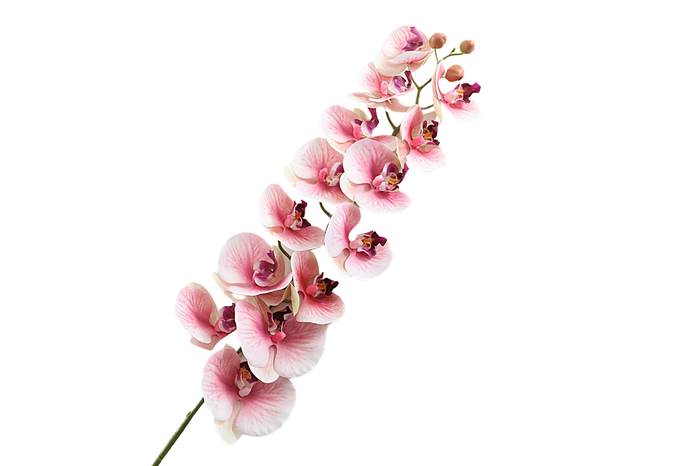 <h4>Phalaenopsis Pink</h4>