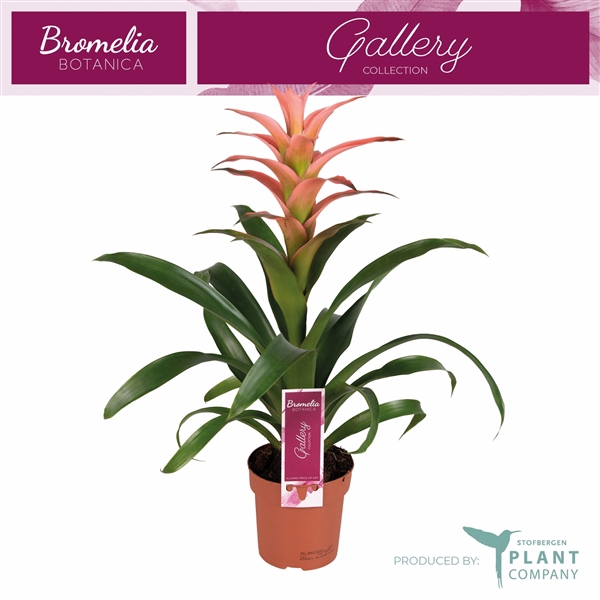 <h4>Guzmania 'Melissa'</h4>