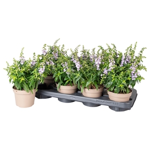 Angelonia Serena Purple